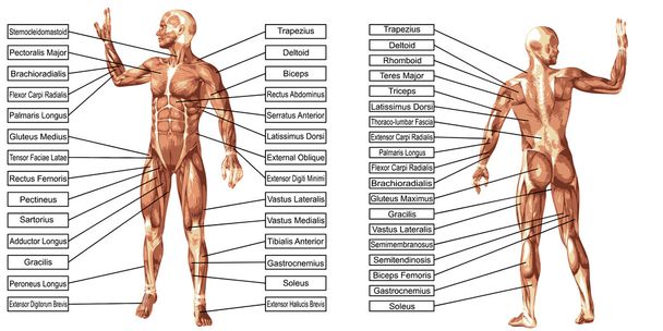 anatomie des muscles de l'homme avec texte
  - Vecteur, image