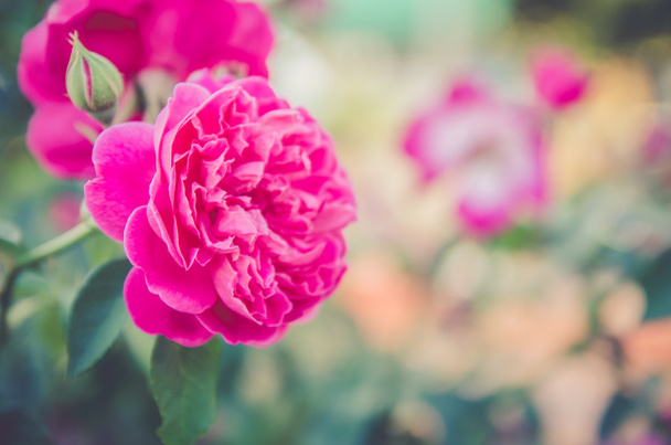 růže v zahradě, procesu tón Barevný filtr - Fotografie, Obrázek
