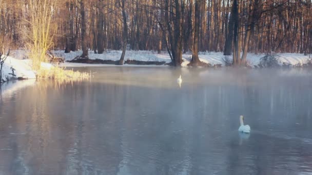 冬の公園で霧の川。葉のない冬の木。雪に覆われた土地 - 映像、動画