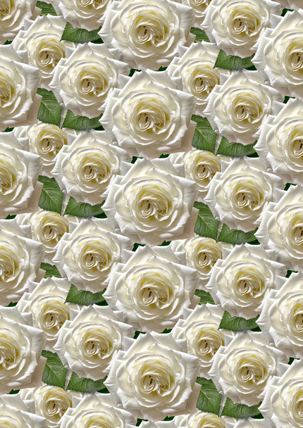Black  background with large white roses  - Photo, Image