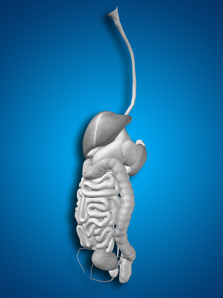 sistema digestivo humano - Foto, imagen