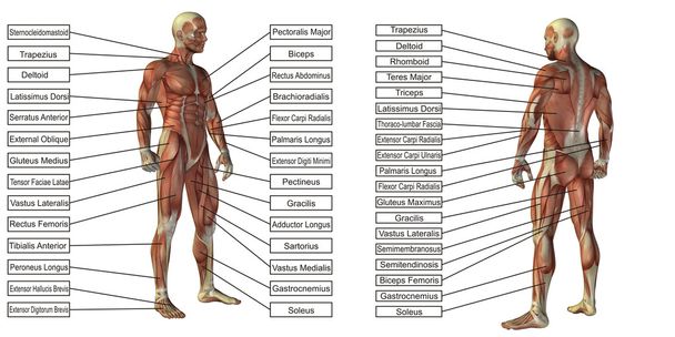 Anatomia humana conceptual
  - Foto, Imagem