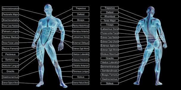 konceptuální lidské anatomie - Fotografie, Obrázek