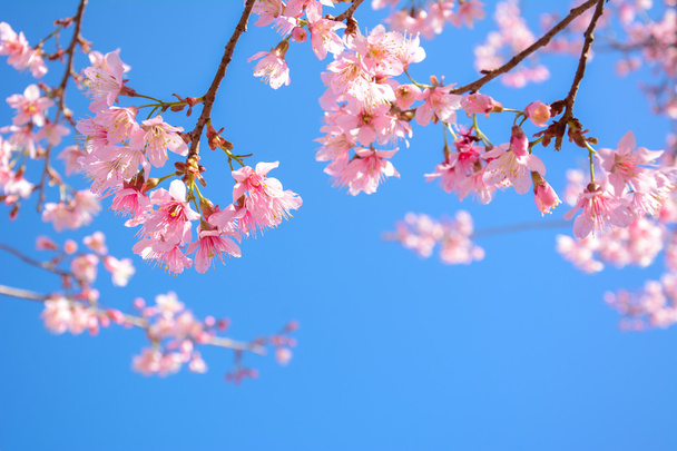 Mooie roze Sakura bloemen bloeien op de blauwe hemelachtergrond - Foto, afbeelding