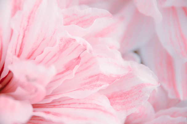 αφηρημένης φύσης λουλούδι φόντο, φίλτρο χρώματος - Φωτογραφία, εικόνα