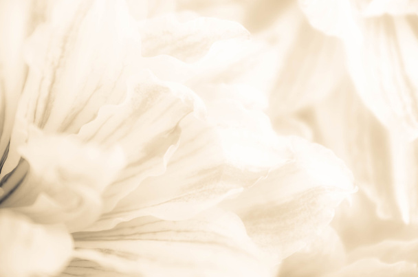 Doğa Çiçek arka plan, renk filtresi - Fotoğraf, Görsel