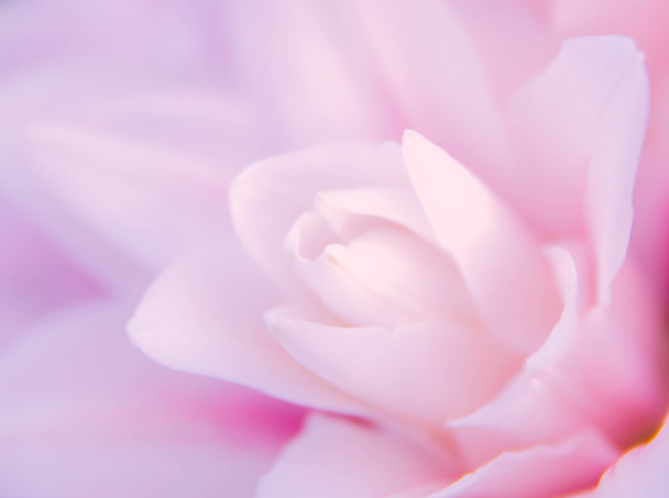 naturaleza abstracta flor fondo
 - Foto, imagen
