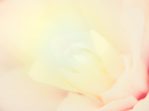 abstraktní květina pozadí - Fotografie, Obrázek