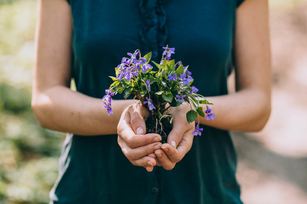 фиалки цветы в руках
 - Фото, изображение