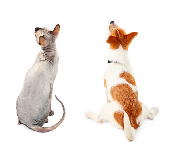 Kočka a pes spolu - Fotografie, Obrázek