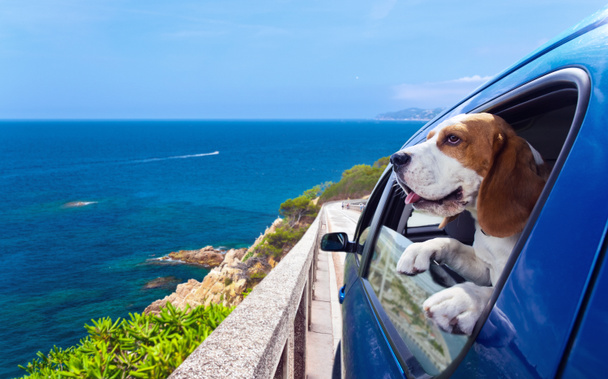 Beagle σε ένα μπλε αυτοκίνητο - Φωτογραφία, εικόνα
