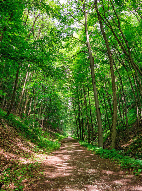 Enchanted forest path - Zdjęcie, obraz