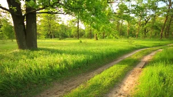 風のブリーズは、オークの草や枝をラスト.美しい夏の緑の森と。晴れた日の田舎道. - 映像、動画