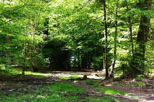 Countryside walk with path winding through trees - Φωτογραφία, εικόνα