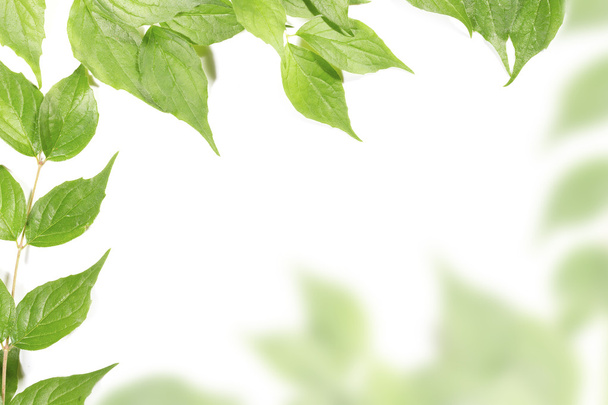 панорамне зелене листя на білому тлі - Фото, зображення