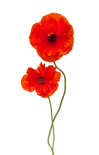 Two red poppies  isolated - Foto, Bild