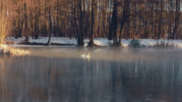 冬の森の川。水の水泳の鳥。冬の川を霧します。 - 映像、動画