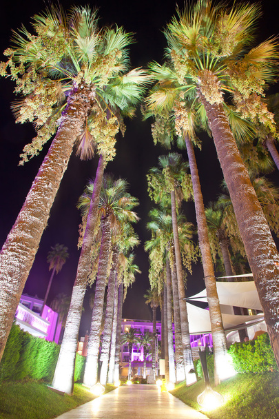 Palm alley with night illumination on territory hotel - 写真・画像