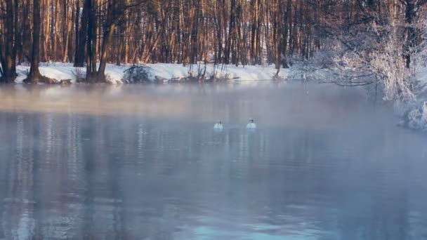 Schwäne tauchen in der Wintersaison in den Waldsee ein. Nebel über dem See im Winterpark - Filmmaterial, Video