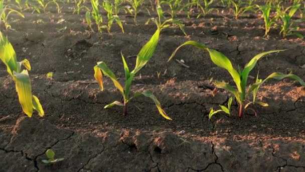 Καλλιέργειες καλαμποκιού που αυξάνεται στις σειρές - Πλάνα, βίντεο
