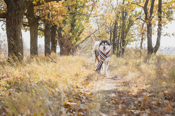 husky muzzle in scarf - Fotoğraf, Görsel