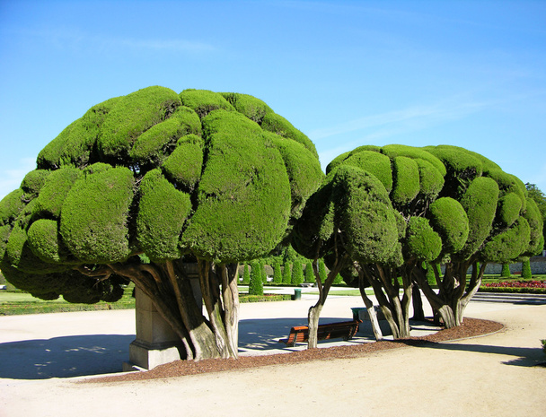 seltsam geformte Bäume im Madrider Park - Foto, Bild