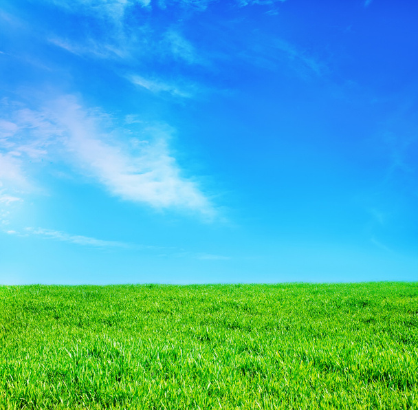 green grass and sky - Foto, immagini