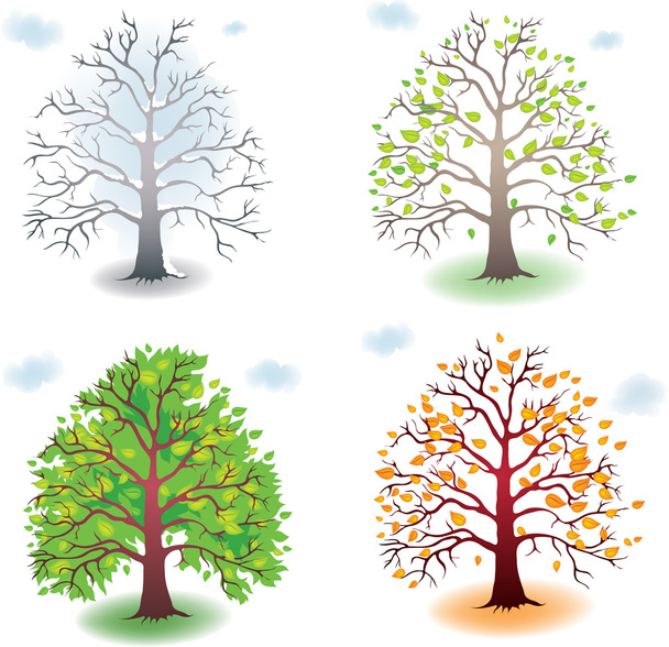 Tree in the seasons - Wektor, obraz