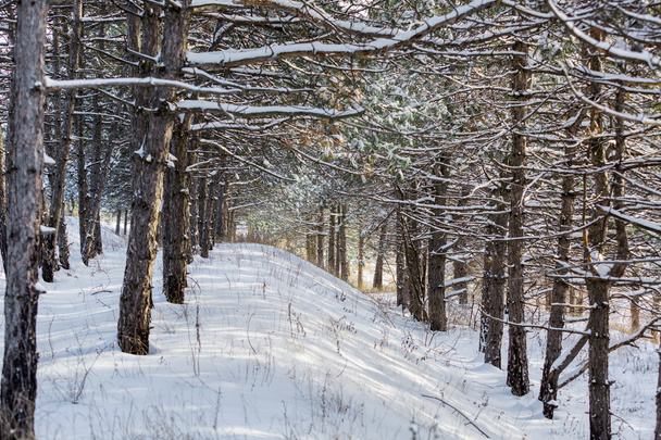 Kış ormanı karla kaplı - Fotoğraf, Görsel