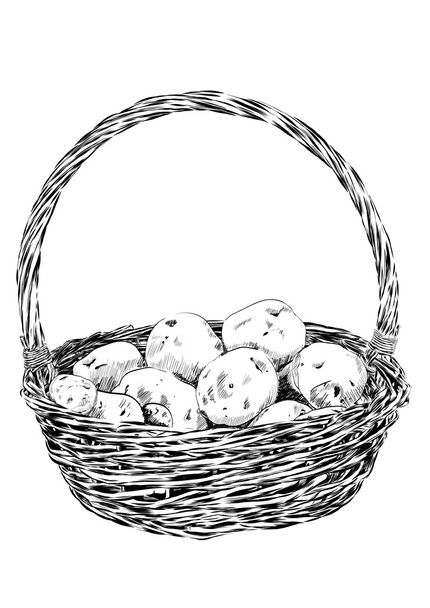 Kartoffeln in einem Weidenkorb auf weißem Hintergrund. Vektor - Vektor, Bild