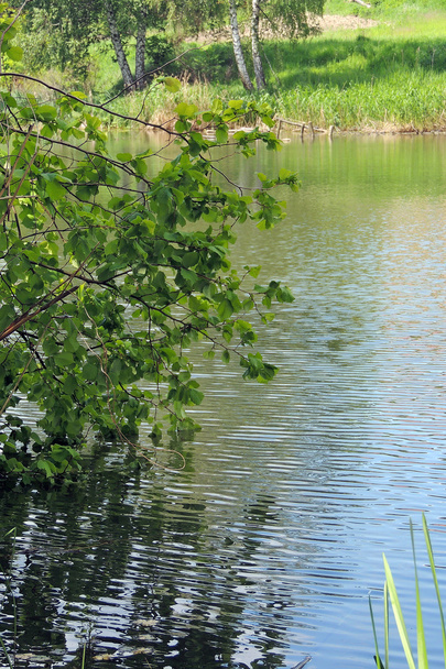 De tak en zijn weerspiegeling in het water - Foto, afbeelding