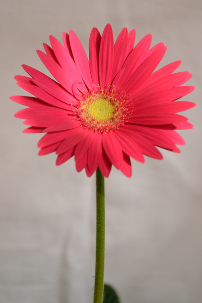 Gerbera rosa - opcional
 - Foto, Imagen