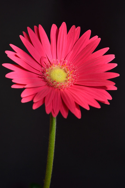 Gerbera rosa - facoltativo
 - Foto, immagini