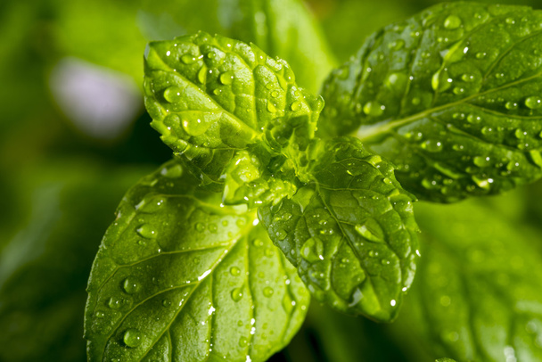 fresh mint drops of dew - Фото, зображення