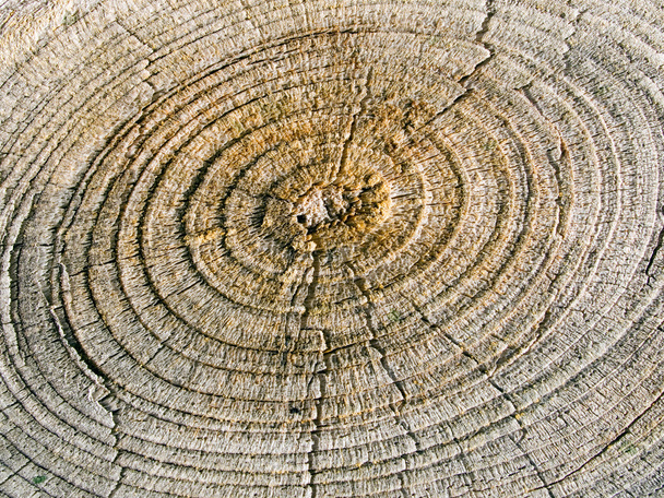 Текстура дерева. - Фото, изображение
