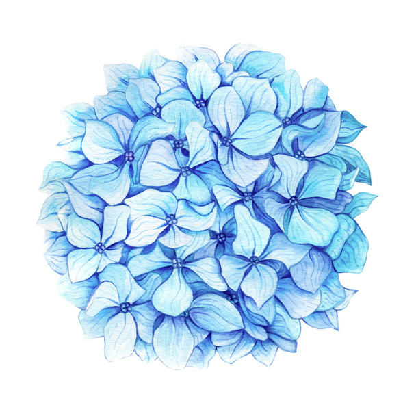 Голубая гортензия
  - Фото, изображение