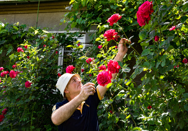 Vanhempi mies leikkaa ruusuja
 - Valokuva, kuva