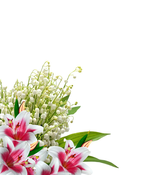 Flower lily isolated on white background.  - Photo, Image