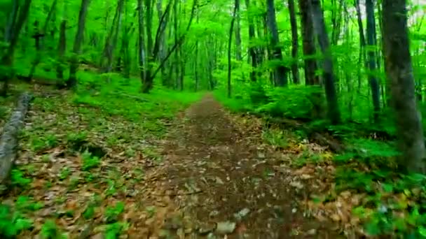 Прогулка по зеленому лесу
 - Кадры, видео