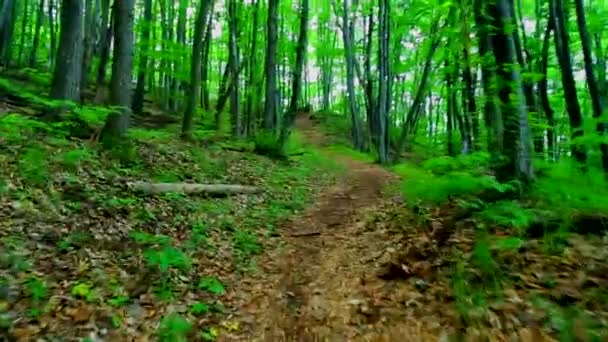 Zöld erdőben, séta - Felvétel, videó