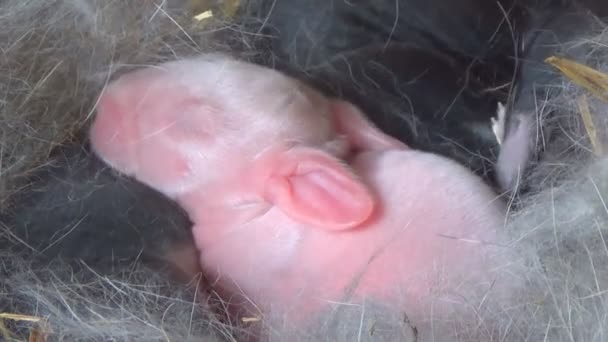 Królik matka z młode króliki w gospodarstwie - Materiał filmowy, wideo
