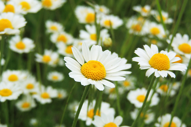 Daisies in the field - Photo, Image