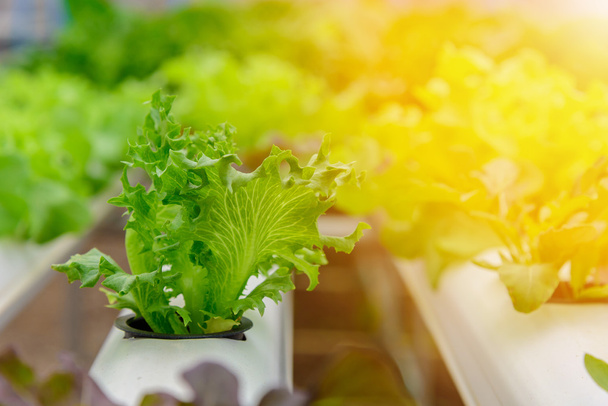 Yeşil hydroponic organik salata sebze gruptaki, Tayland. Sele - Fotoğraf, Görsel
