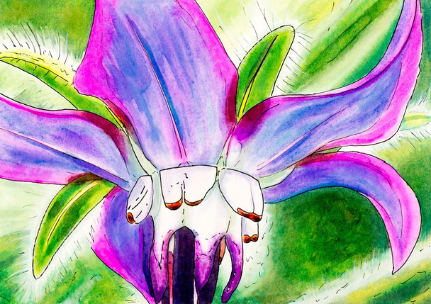 Original painting of a Borage flower. - Photo, Image