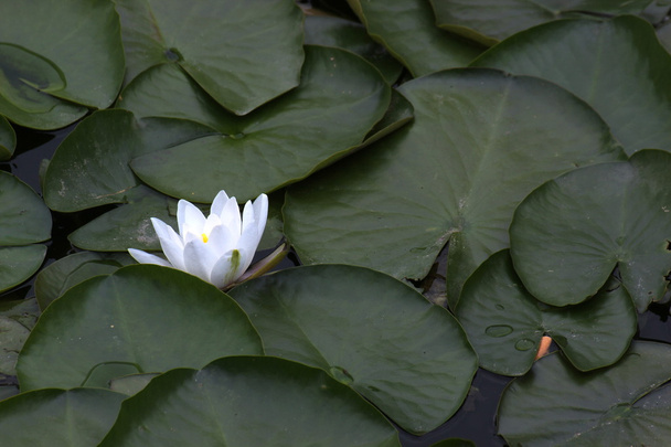 Waterlily (Nymphaea candida resp - Foto, afbeelding