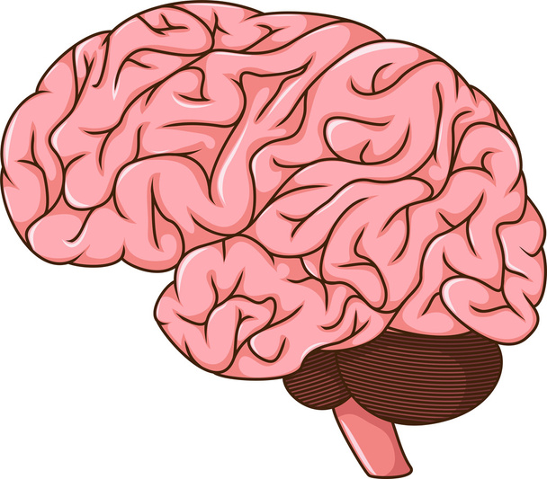 Cartoon des menschlichen Gehirns - Vektor, Bild