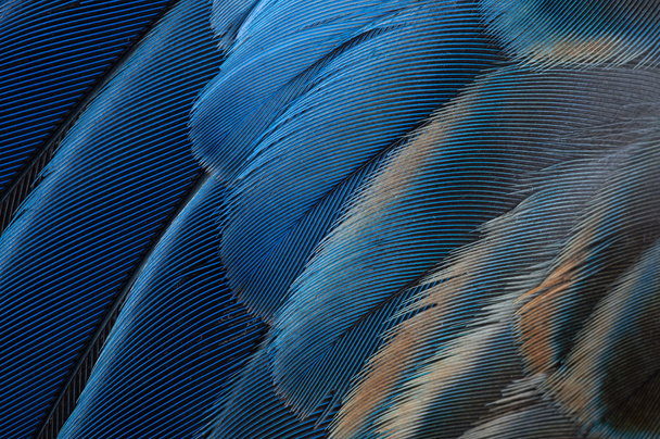 Plumas de loro pájaro
 - Foto, imagen