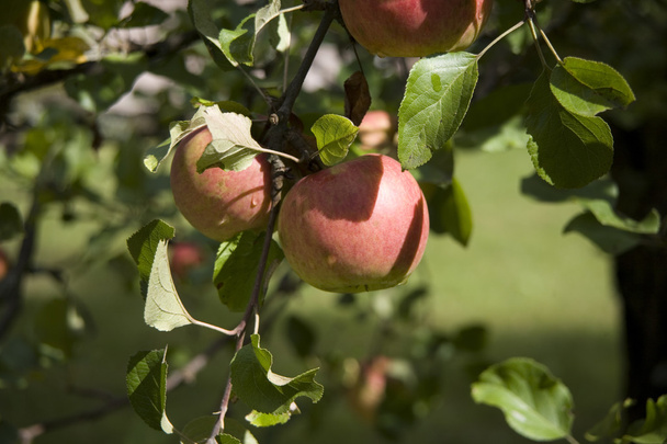 Деталь вкусных красных яблок
  - Фото, изображение
