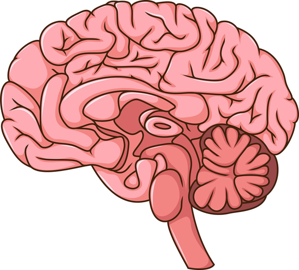 ανθρώπινος εγκέφαλος κινουμένων σχεδίων - Διάνυσμα, εικόνα