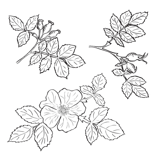 Hand drawn sketch dog rose flowers and fruits - Vector, Imagen